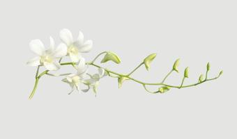 orchidée blanche sur fond gris, objet isolé