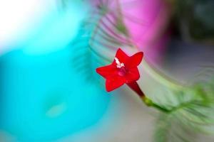 petite fleur rouge sur fond coloré photo