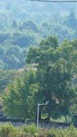 le vieil et grand arbre vue plein de feuilles vertes dessus dans la campagne de la chine photo