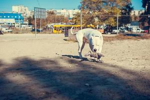 beau terrier de personnel blanc jouant au terrain d'entraînement de chien. race de chien dangereux. animal de compagnie sain et actif photo