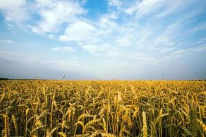 Champ d'or de blé contre le ciel bleu photo