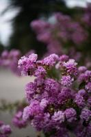 les merveilleuses fleurs violettes photo