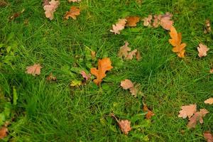 Feuilles d'érable frisées d'automne tombées jaunes sur l'herbe verte photo
