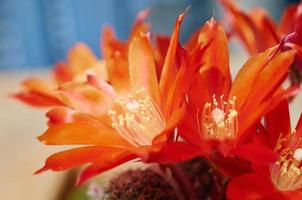 Macro de cactus fleur rebutia heliosa sur fond de nature