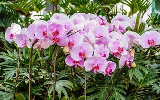 belles orchidées, phalaenopsis, en serre