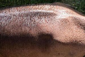 peau d'hippopotame avec une fine couche de liquide rose clair sur le corps, une substance rose qui agit comme un écran solaire naturel.hippopotame amphibius, concept de conservation des animaux et de protection des écosystèmes. photo