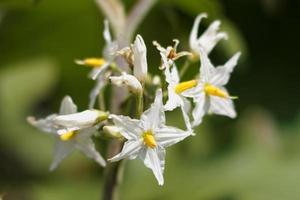 fleurs de solan blanc photo