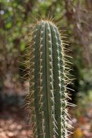 grand cactus avec des épines photo