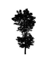 silhouette d'arbre isolé pour pinceau sur fond blanc photo