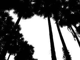 silhouette de palmiers paysage d'arbres haute résolution isolé sur fond blanc pour l'impression et la page web avec des chemins de coupe et des canaux alpha. photo
