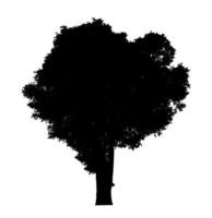 silhouette d'arbre pour pinceau sur fond blanc photo