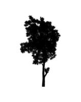 silhouette d'arbre isolé pour pinceau sur fond blanc photo