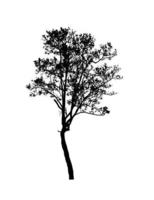 silhouette d'arbre pour pinceau sur fond blanc photo