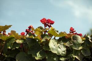 fleurs dans le jardin. plantes en pot. marché aux fleurs. photo