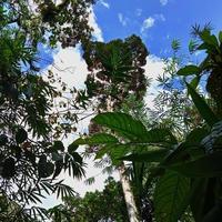 photo de forêt naturelle avec des arbres verts