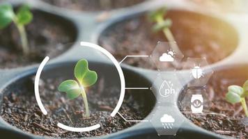 plateau de semis vert bio, le concept de culture de légumes pour la santé, sans l'utilisation de produits chimiques nocifs pour la santé et l'environnement, la plantation d'arbres pour réduire le réchauffement climatique photo