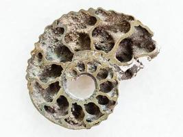 fossile d'ammonite poli sur marbre blanc photo