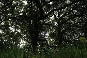 un grand anacardier avec un tronc robuste photo