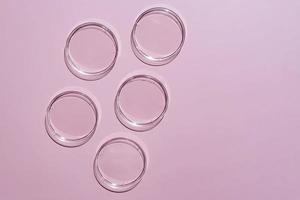 boîtes de pétri en verre sur fond rose. plats de laboratoire stériles prêts pour les tests. analyse et expérience chimique. équipement de culture cellulaire ou test de cosmétiques. vue de dessus. concept de laboratoire médical. photo