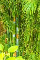 forêt tropicale de bambous verts jaunes sur l'île de phuket en thaïlande. photo