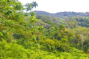 beau paysage naturel et forêt tropicale île de phuket en thaïlande. photo