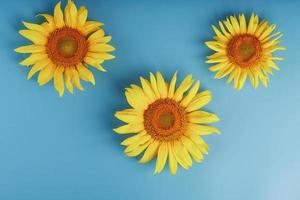 fleurs de tournesol sur fond bleu, vue de dessus. photo