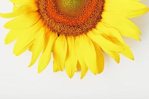 fleur de tournesol sur fond blanc, vue de dessus. isoler. photo