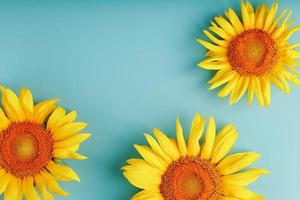 fleurs de tournesol sur fond bleu, vue de dessus. photo