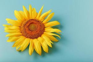 fleur de tournesol sur fond bleu, vue de dessus. photo