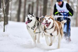 course de chiens de traîneau husky sibérien photo