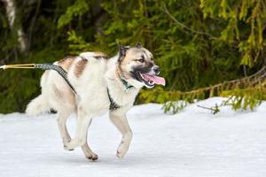 courir un chien husky sur une course de chiens de traîneau photo