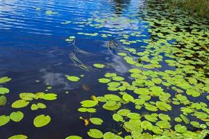 texture de l'eau de la rivière du lac avec des feuilles vertes de plantes de lys, le fond arrière de l'eau naturelle pure bleue avec des feuilles d'algues de nénuphar vert photo