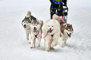 course de chiens de traîneau husky photo