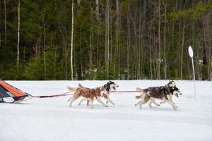 course de chiens de traîneau husky photo