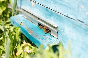 les abeilles s'envolent d'ulick par une journée ensoleillée. les abeilles apportent du miel à la preuve en gros plan photo