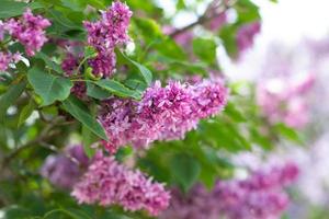 lilas violet à l'extérieur. fond de printemps doux. printemps mai fleurs photo