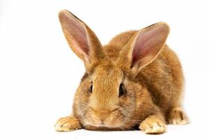 un petit lapin rouge moelleux sur fond blanc, un lapin de pâques pour pâques. lapin pour les vacances de printemps. photo