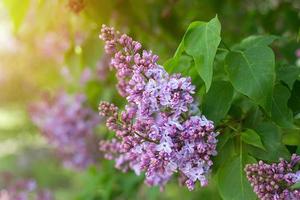 lilas violet à l'extérieur. fond de printemps doux. printemps mai fleurs photo