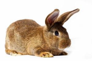 petit lapin rouge moelleux isolé sur fond blanc. lièvre pour Pâques en gros plan. photo