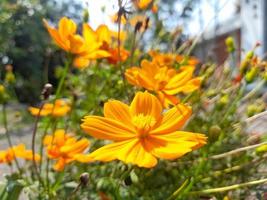 belle nature avec des plantes sauvages qui ornent photo