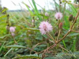 belle nature avec des plantes sauvages qui ornent photo