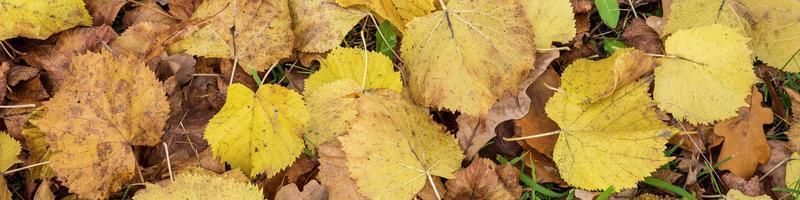 gros plan de feuilles de bouleau d'automne tombées. photo