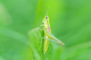 sauterelle dans l'herbe- vue rapprochée photo