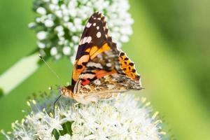 papillon sur fleur fleur dans la nature verte... photo