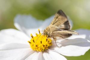 muschampia proto, l'hespérie de la sauge, est un papillon de la famille des hespériidés. photo