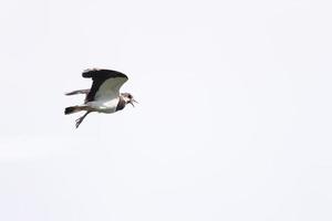 vanneau du nord vanellus vanellus volant sur le ciel bleu. photo