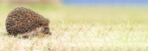 petit hérisson mignon dans le jardin dans l'herbe verte photo