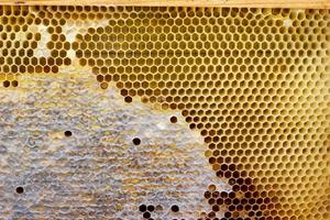 nid d'abeille avec une texture de miel. . texture de fond et dessin d'une section de nid d'abeilles en cire de photo