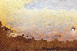 nid d'abeille avec une texture de miel. . texture de fond et dessin d'une section de nid d'abeilles en cire de photo