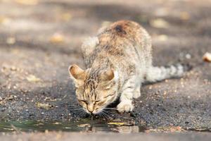 chat rayé gris marche en laisse sur l'herbe verte à l'extérieur. photo